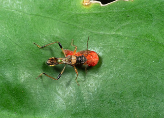 Macro Photo of Assassin Bug is Eating Fruit on the Leaf