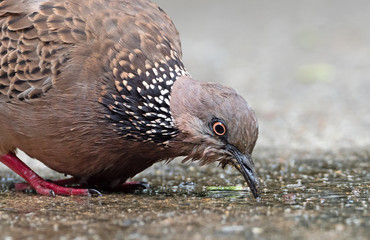Close up Spotted Dove Drinking Water on The Ground