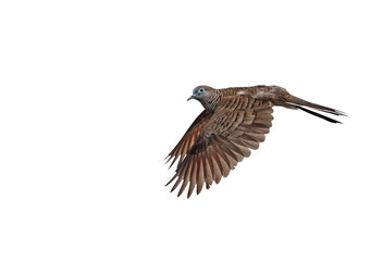 Movement Scene of Zebra Dove Flying Isolated on White Background