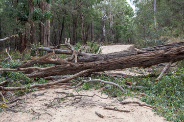 Fallen Tree, Capertee Valley, NSW, Australia