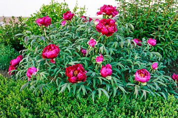Beautiful pink peonies in the garden.