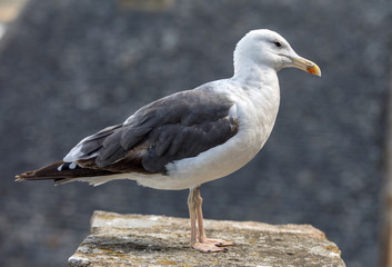Seagull at Le Mont Saint-Michel, medieval fortified abbey and village on a tidal island in the Normandy, France, at low tide