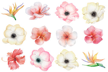 watercolor tropical flowers set. 