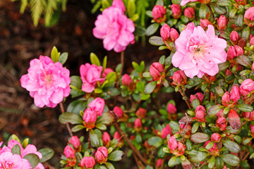Fototapeta na wymiar Beautiful pink rhododendron (azalea) in the garden.