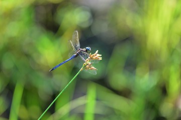 Dragonfly (Trithemis festiva) in the Taiwan. 