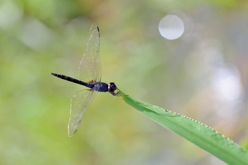 Dragonfly (Trithemis festiva) in the Taiwan. 