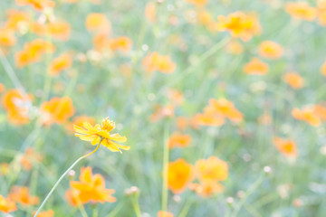 Obraz na płótnie Canvas Soft, selective focus of cosmos, blurry flower for background, colorful plants