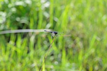 Dragonfly (Trithemis festiva) in the Taiwan. 