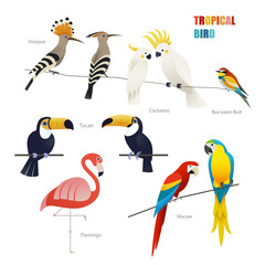 tropical bird set. flat design style minimal vector illustration.