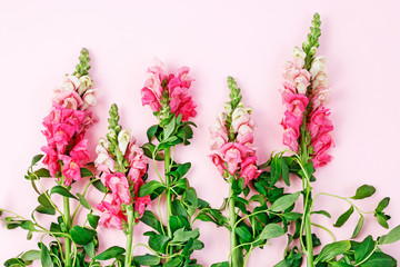 Beautiful matthiola flowers on pink background.