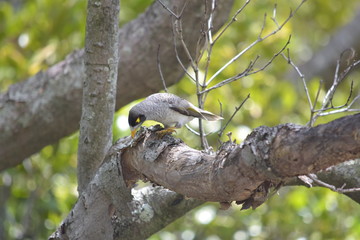 yellow peak australian