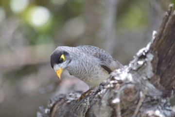 yellow peak australian
