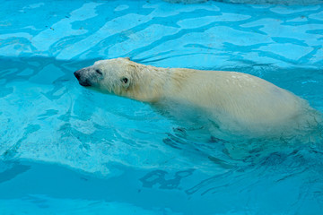 Polar bear at the zoo. An animal in captivity. Northern Bear