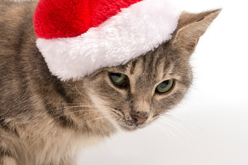 The cat in the hat of Santa Claus is looking askant, closeup. New Year, Christmas cat on a white isolated background, for postcard, banner. Front view, place for text, Copy space.