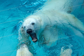 Polar bear at the zoo. An animal in captivity. Northern Bear