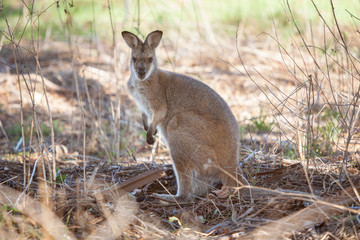 Naklejka na ściany i meble Kangaroo, Capertee Valley, NSW, Australia