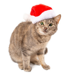 Cat in a hat of Santa Claus with a surprised or scared look, large plan. New Year, Christmas cat on a white isolated background, for postcard, banner. Front view, place for text, Copy space.