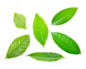 tea leaf on white background