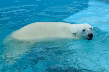 Polar bear at the zoo. An animal in captivity. Northern Bear