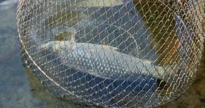 River fish in the cage, roach. Corf with a caught fish in water. Fishing 