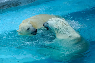 Sibling wrestling in baby games. Two polar bear cubs are playing about in pool. Cute and cuddly animal kids, which are going to be the most dangerous beasts of the world
