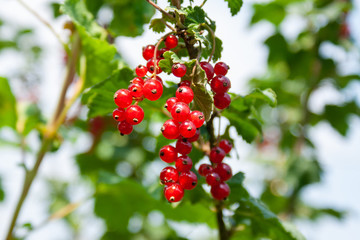 Bouquet of red currant berries (Ribes rubrum) on a branch with leaves close-up.