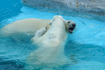 Sibling wrestling in baby games. Two polar bear cubs are playing about in pool. Cute and cuddly animal kids, which are going to be the most dangerous beasts of the world