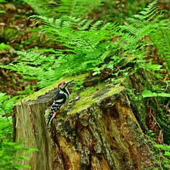 苔むした切り株でくつろぐオオアカゲラ