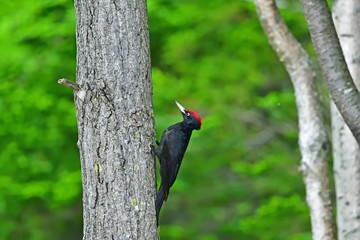 一生懸命餌を探すクマゲラ＠北海道