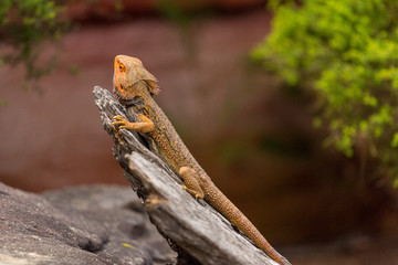  eastern bearded dragon (Pogona barbata) basking on a log