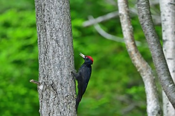 一生懸命餌を探すクマゲラ＠北海道