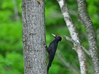 一生懸命餌を探すクマゲラ＠北海道