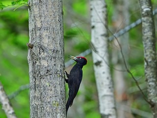 一生懸命餌を探すクマゲラ＠北海道