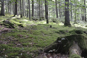Escursione nel bosco