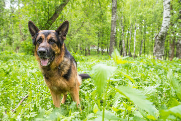 Dog German Shepherd in a forest in a summer