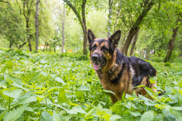 Dog German Shepherd in a forest in a summer