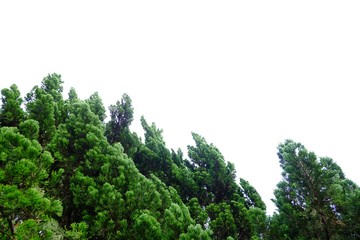 Pine trees with branches on white isolated background for green foliage backdrop