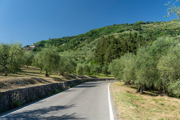 Rural landscape near Pescia, Tuscany