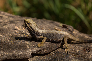 water dragon australia basking on a rock