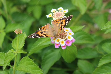 ランタナの花の蜜を吸うヒメアカタテハ