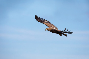 Juvenile white-tailed eagle, haliaeetus albicilla, flying against blue sky at sunrise. Wild bird of prey with wings spread wide midair.