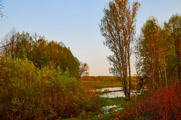 Nature landscape with field, water of lake or swamp and big tree on the foreground