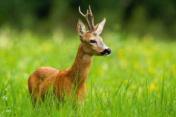 Naklejka na ściany i meble Roe deer, capreolus capreolus, buck looking away standing in tall green grass with blooming yellow wildflowers in background. Wild deer animal with antlers in fresh summer nature.