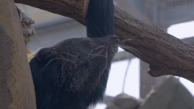 A cute baby bear cat