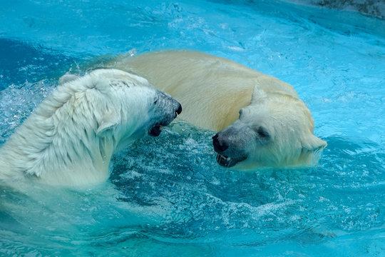 Sibling wrestling in baby games. Two polar bear cubs are playing about in pool. Cute and cuddly animal kids, which are going to be the most dangerous beasts of the world