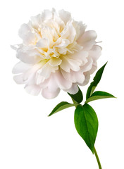 white peony flower