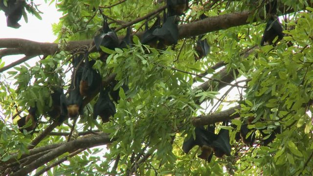 A daylight medium shot of a group of fruit bats also known as flying foxes hanging upside down on leafy tropical tree branches.