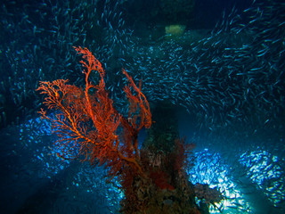Red sea fan below fish school, Seefächer unter einem Fischschwarm