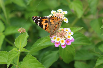 ランタナの花の蜜を吸うヒメアカタテハ