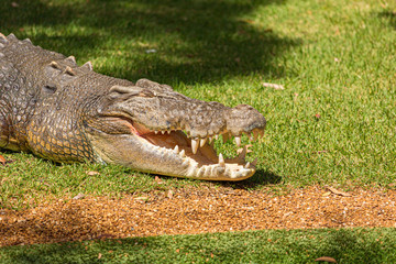 saltwater crocodile (Crocodylus porosus)  a crocodilian basking in the sun
